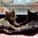 Miro, Mila