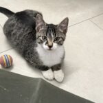 Loki